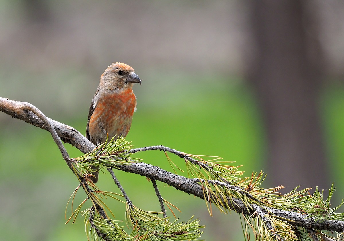 Cassia Crossbill - ML468183241