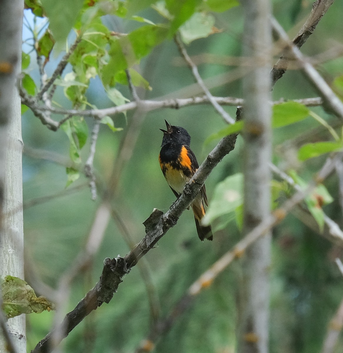 American Redstart - Jeff Black