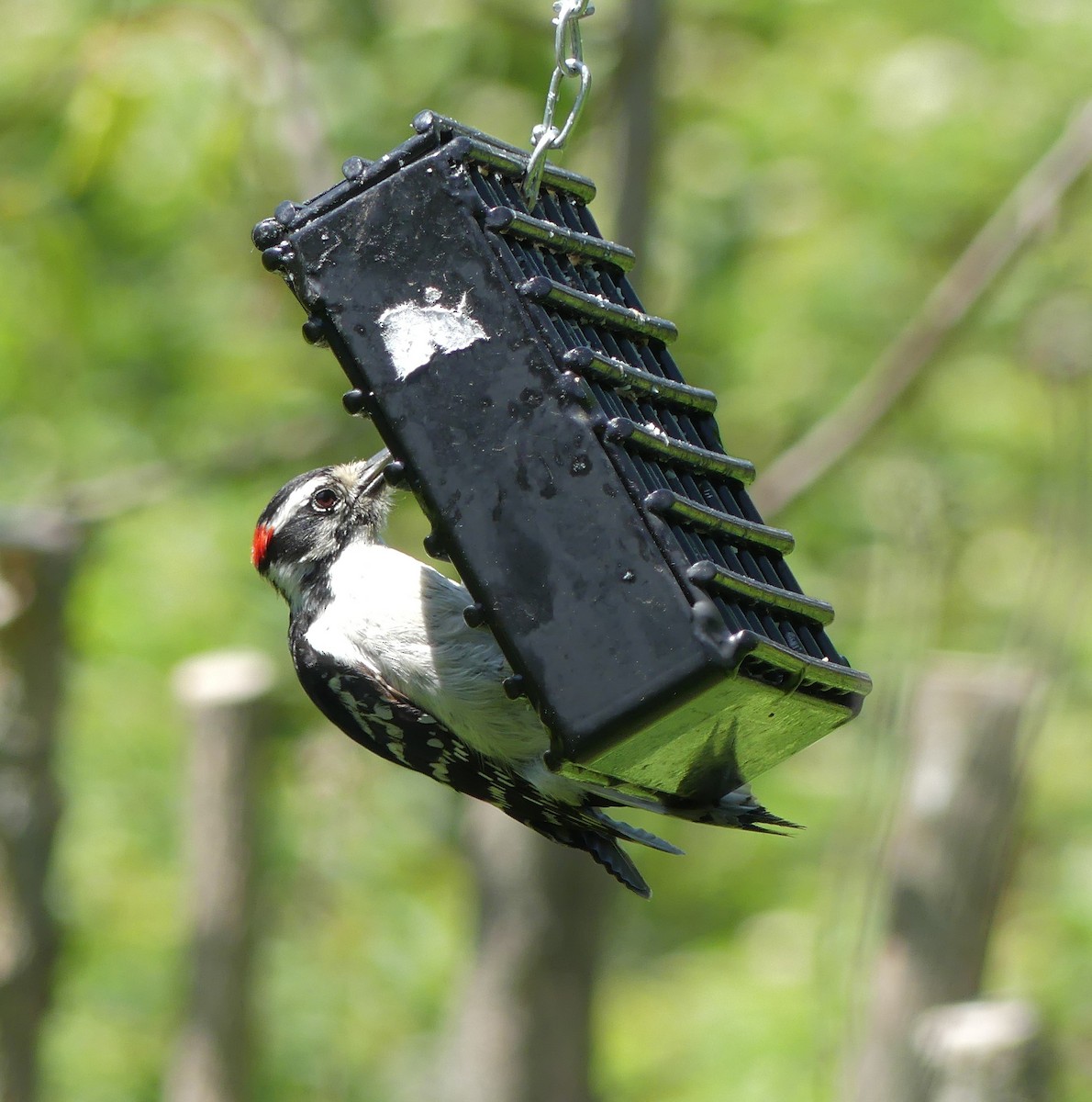 Downy Woodpecker - ML468185011