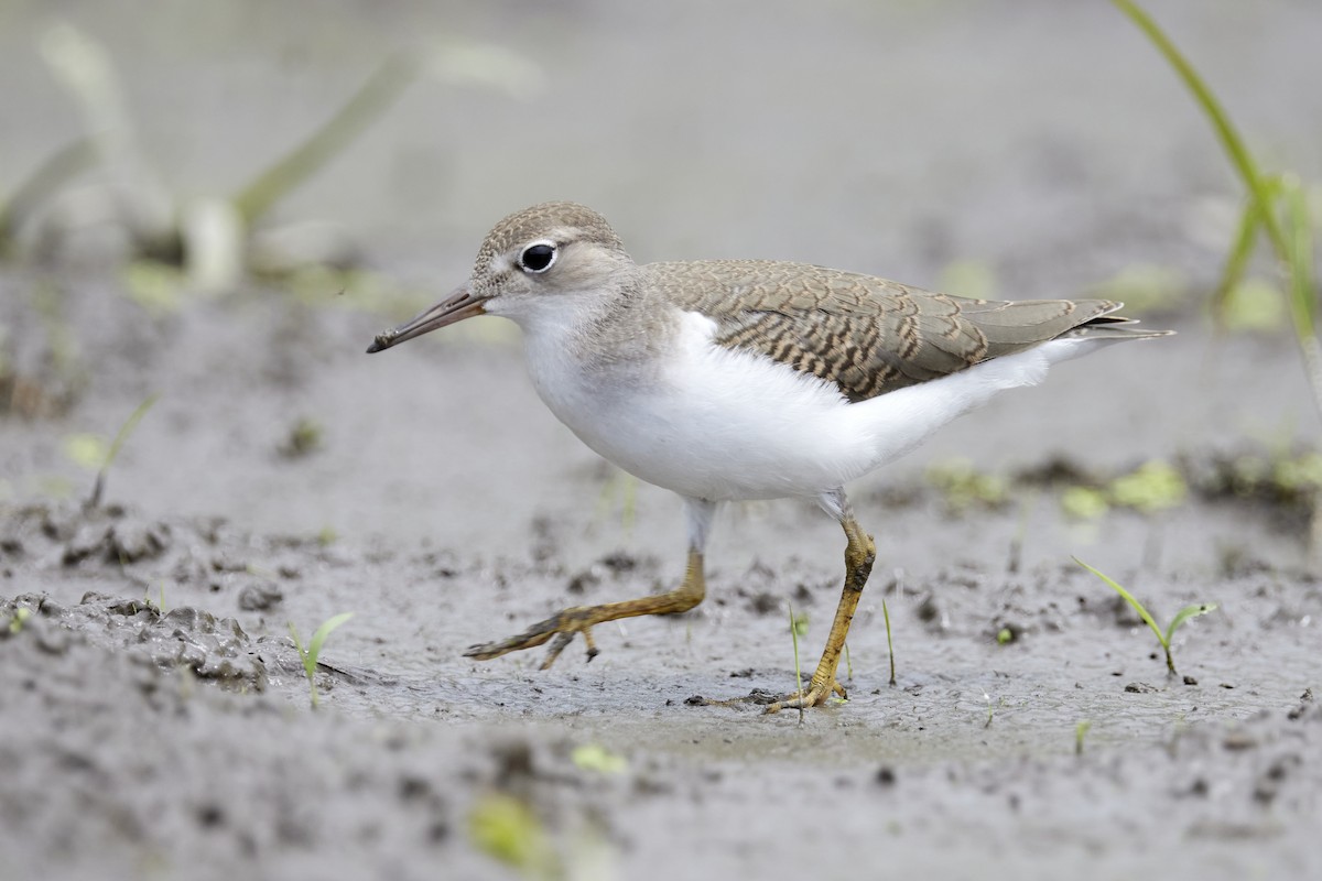 Spotted Sandpiper - ML468186681