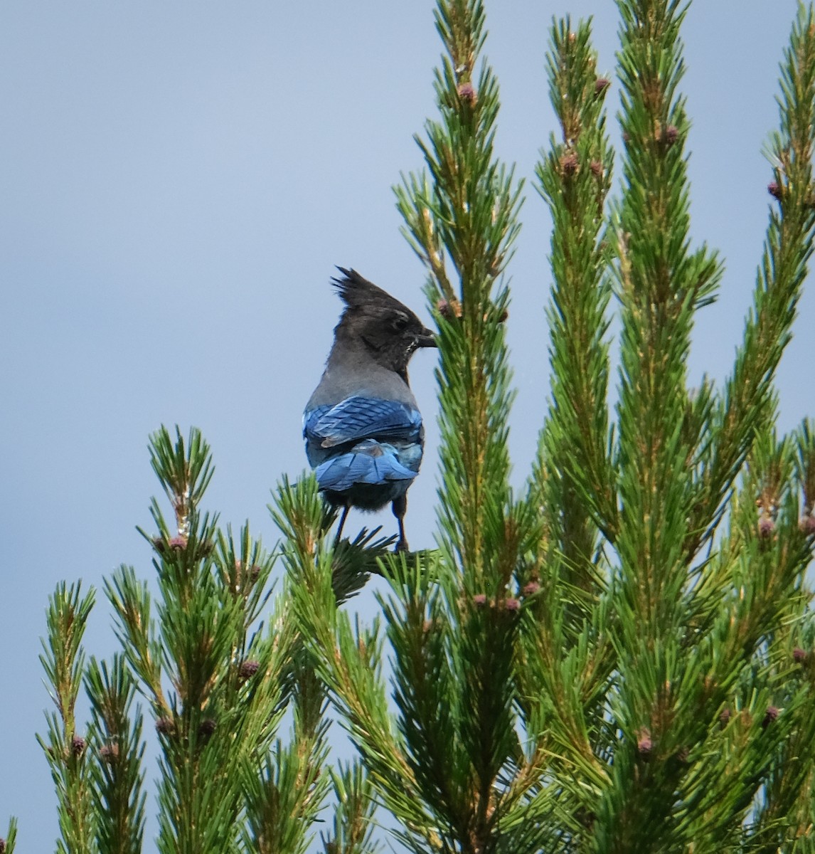 Steller's Jay - ML468187051