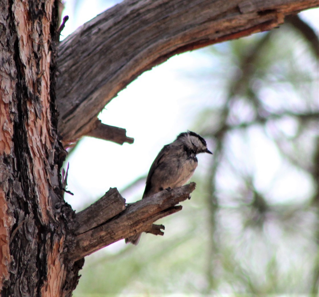 Mountain Chickadee - ML468188861