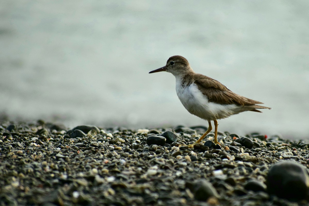 Spotted Sandpiper - ML468189611