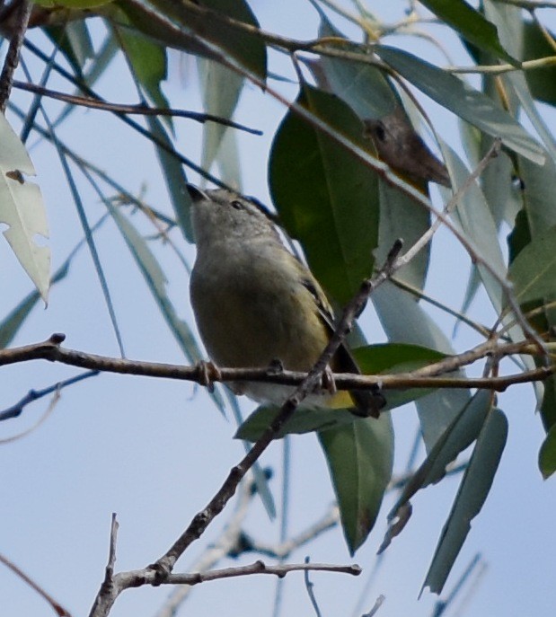 Spotted Pardalote - ML46819021