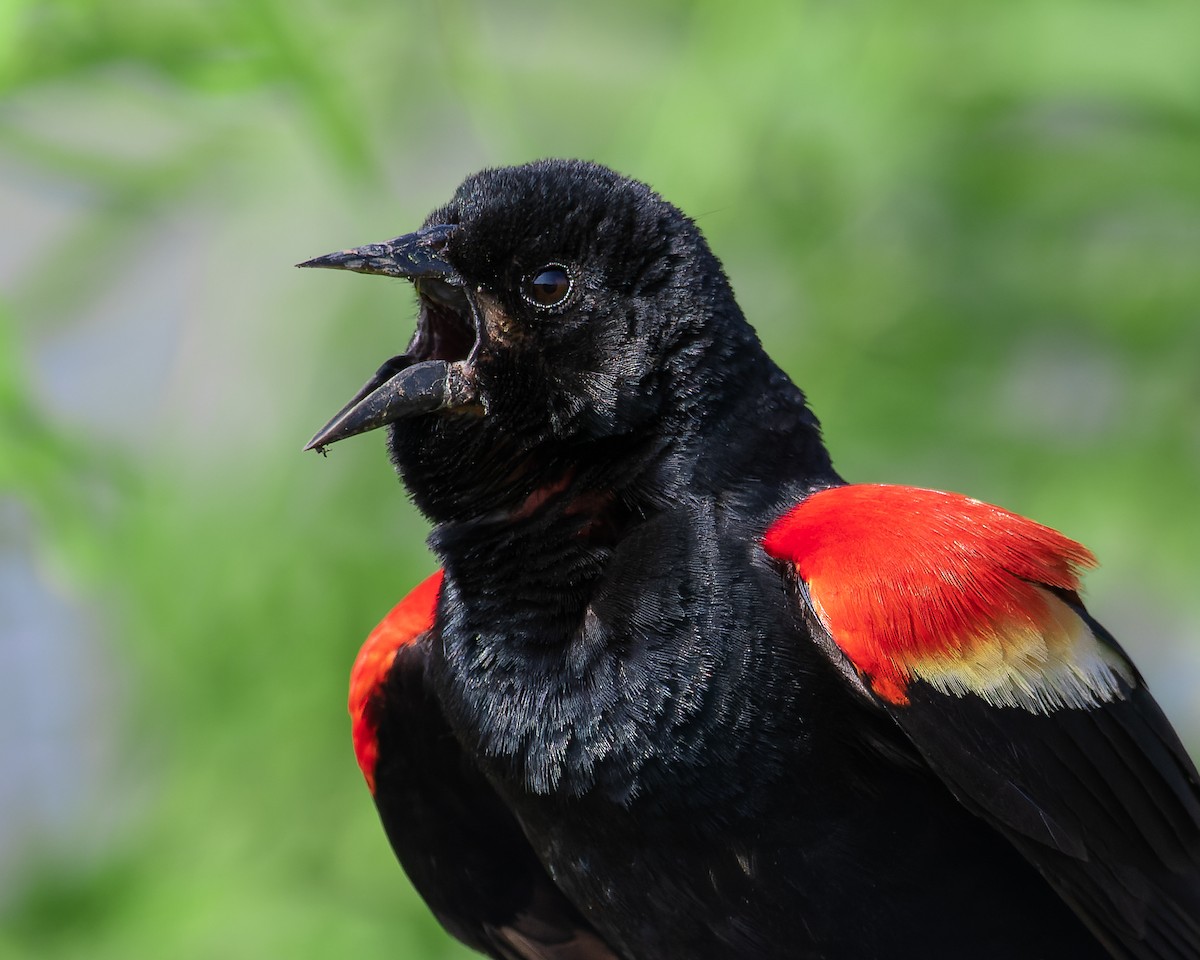 Red-winged Blackbird - Micah Hale