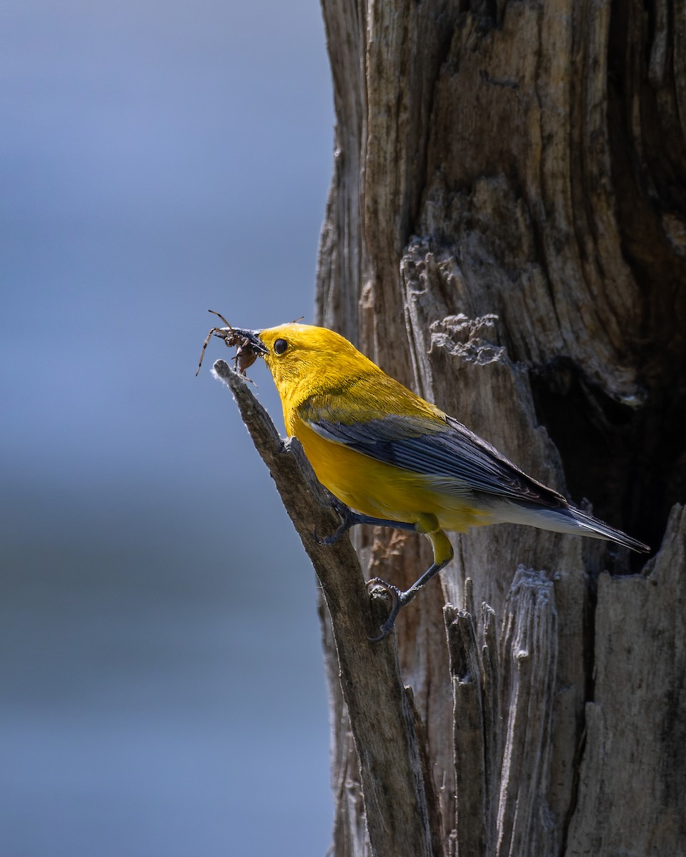 Prothonotary Warbler - Micah Hale