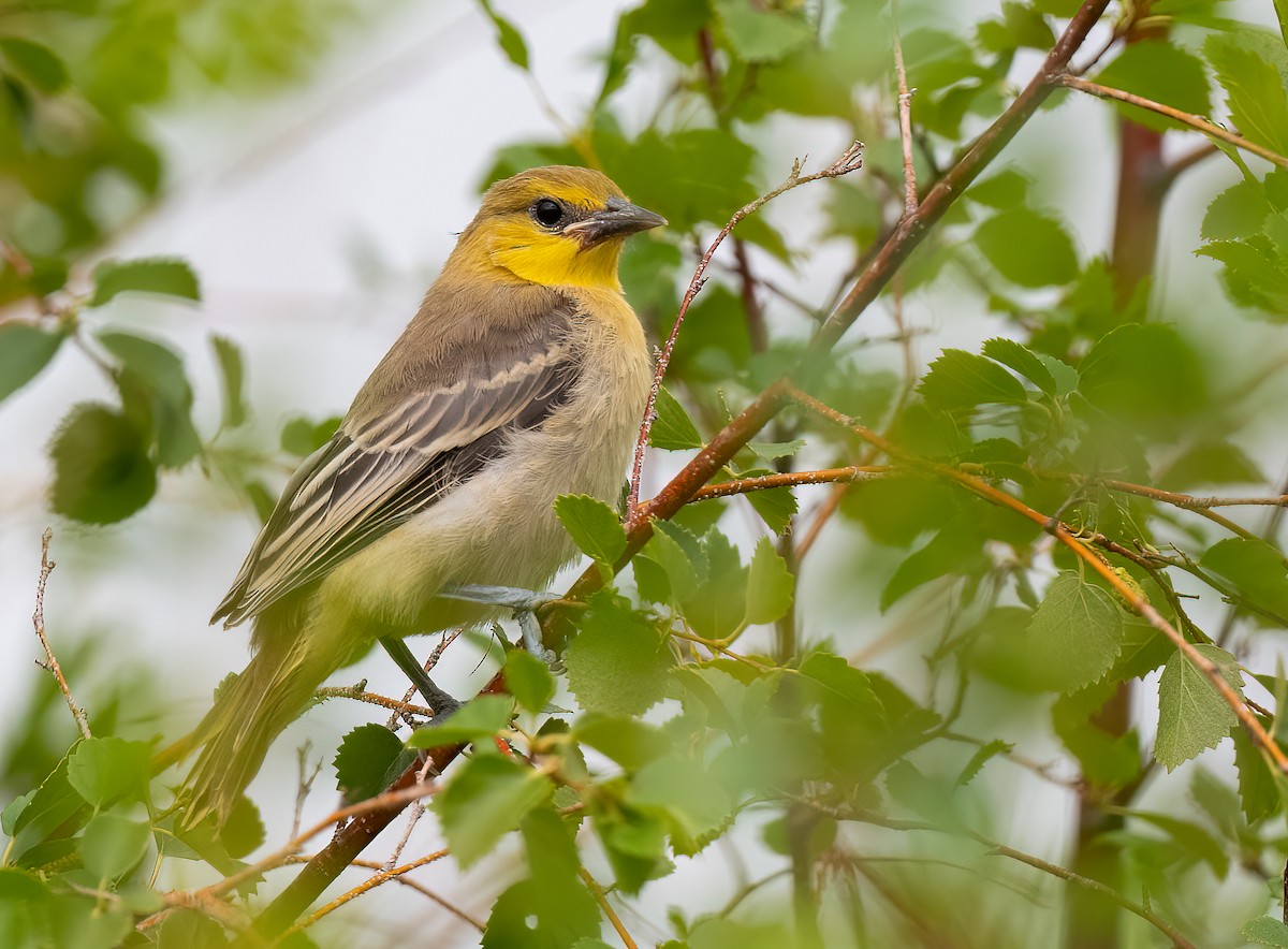 Bullock's Oriole - ML468191081