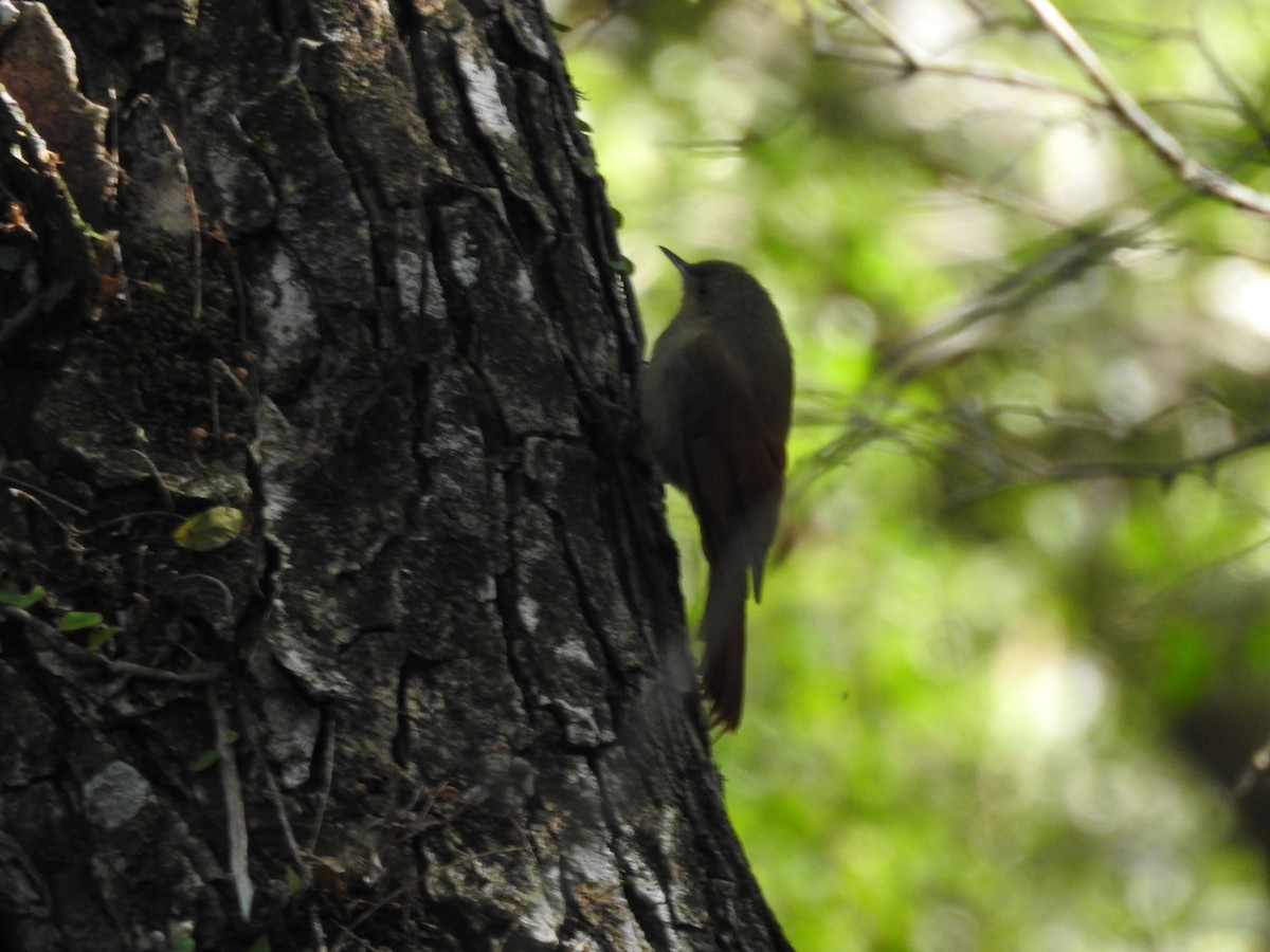 Olivaceous Woodcreeper - ML468191321