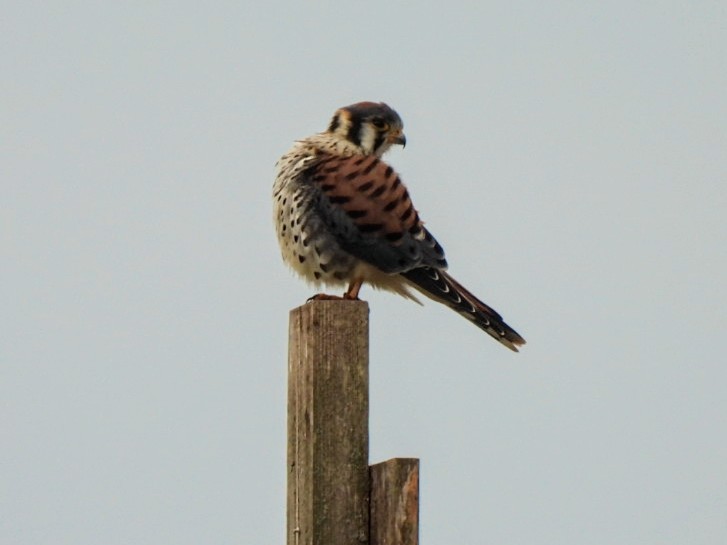 American Kestrel - ML468191771