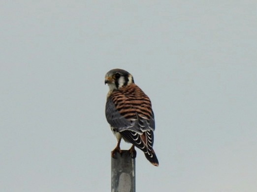 American Kestrel - ML468191841