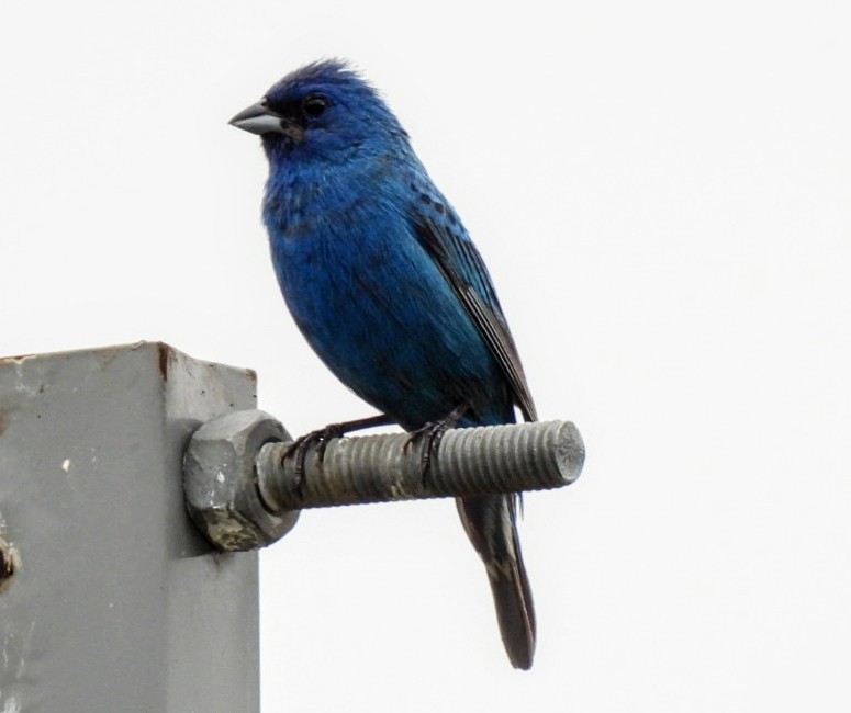 Indigo Bunting - ML468192111
