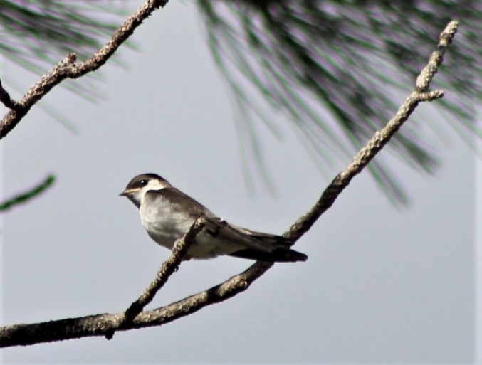 Tree Swallow - ML468194031