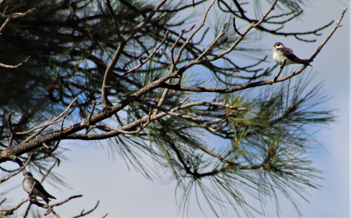 Tree Swallow - ML468194051