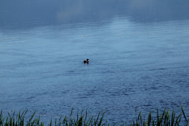 Long-tailed Duck - ML468194451