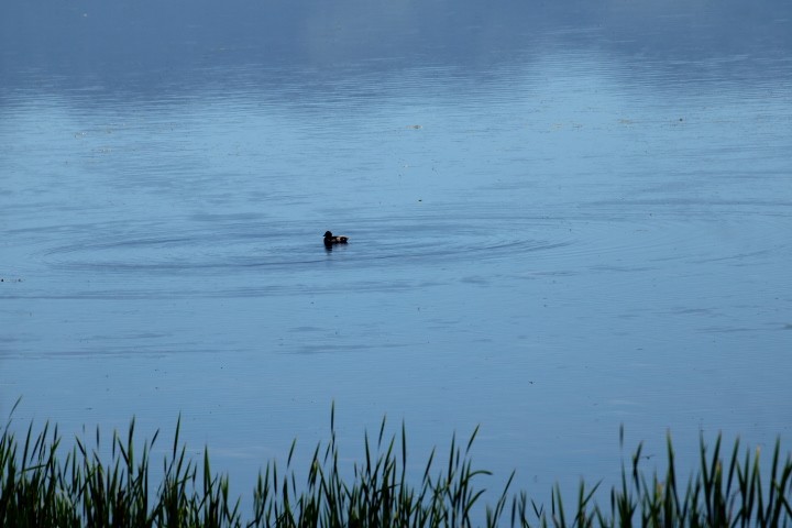 Long-tailed Duck - Jameson Hawkins-Kimmel