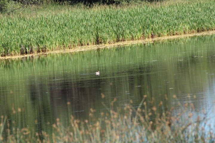 Long-tailed Duck - ML468194471