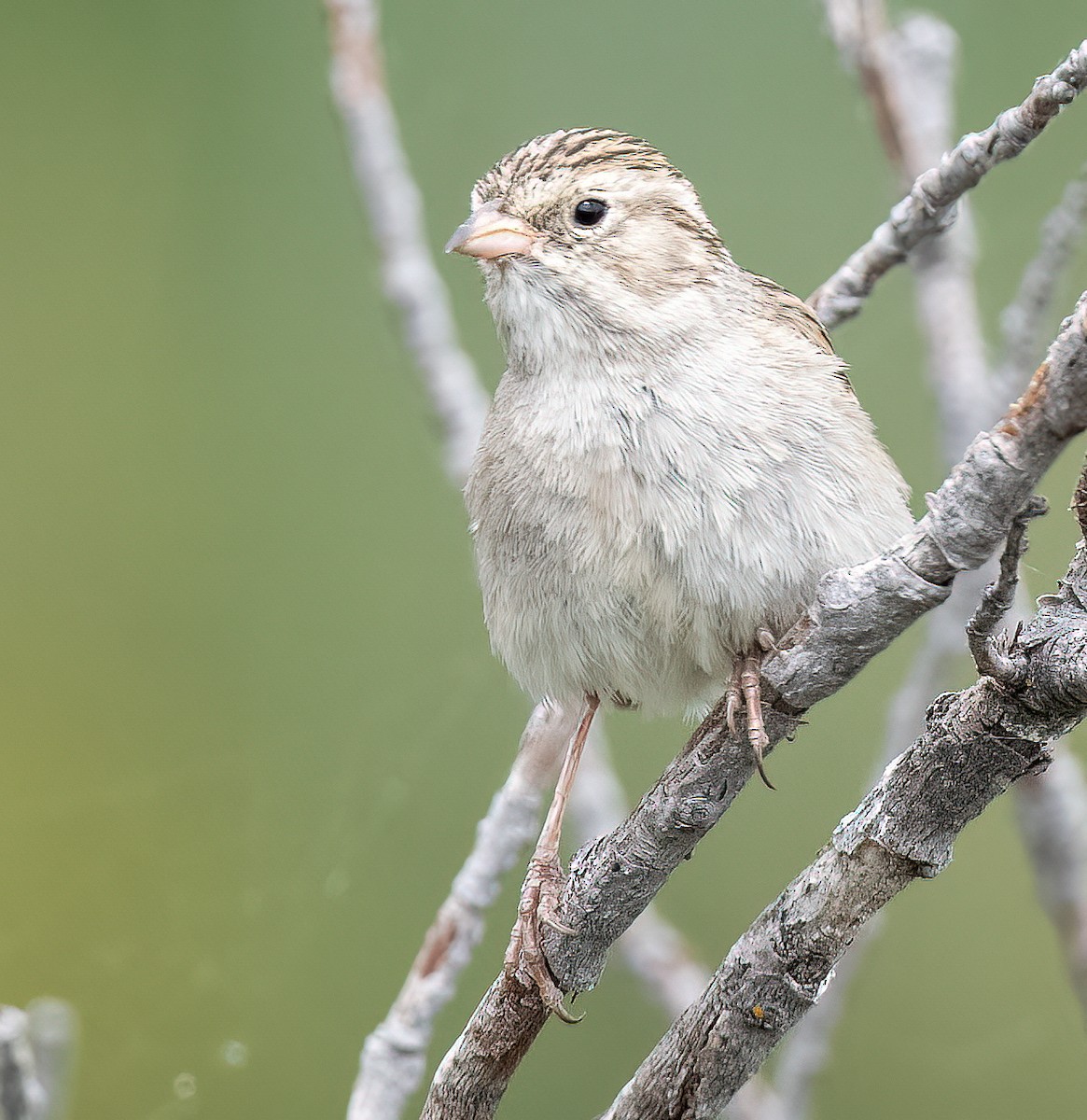 Brewer's Sparrow - Louisa Evers