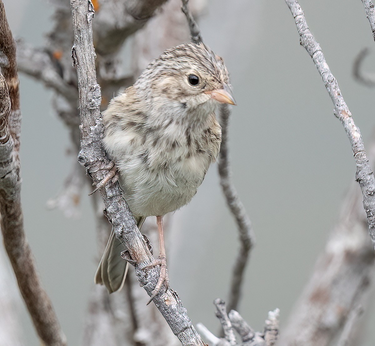 Brewer's Sparrow - Louisa Evers