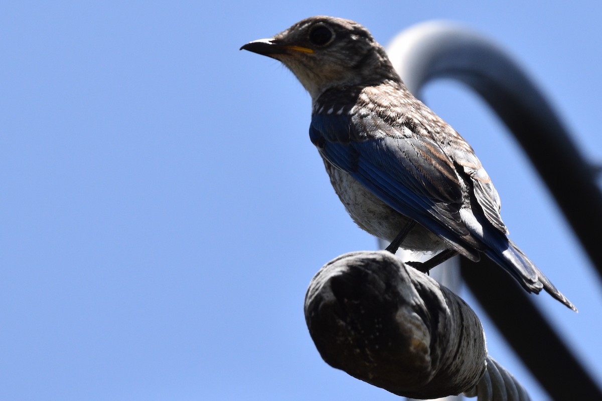 Eastern Bluebird - ML468198411