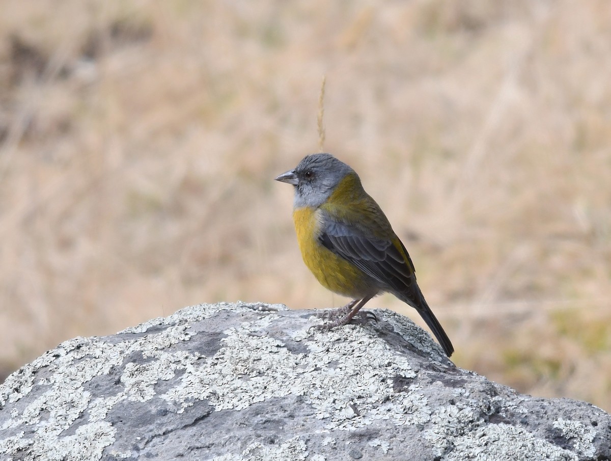 Peruvian Sierra Finch - ML468198561