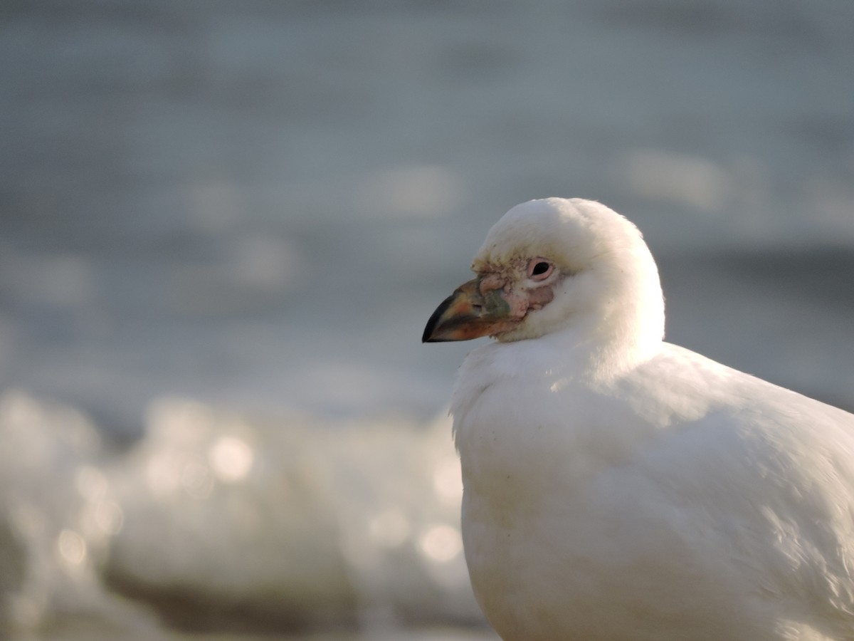 Snowy Sheathbill - ML468198871