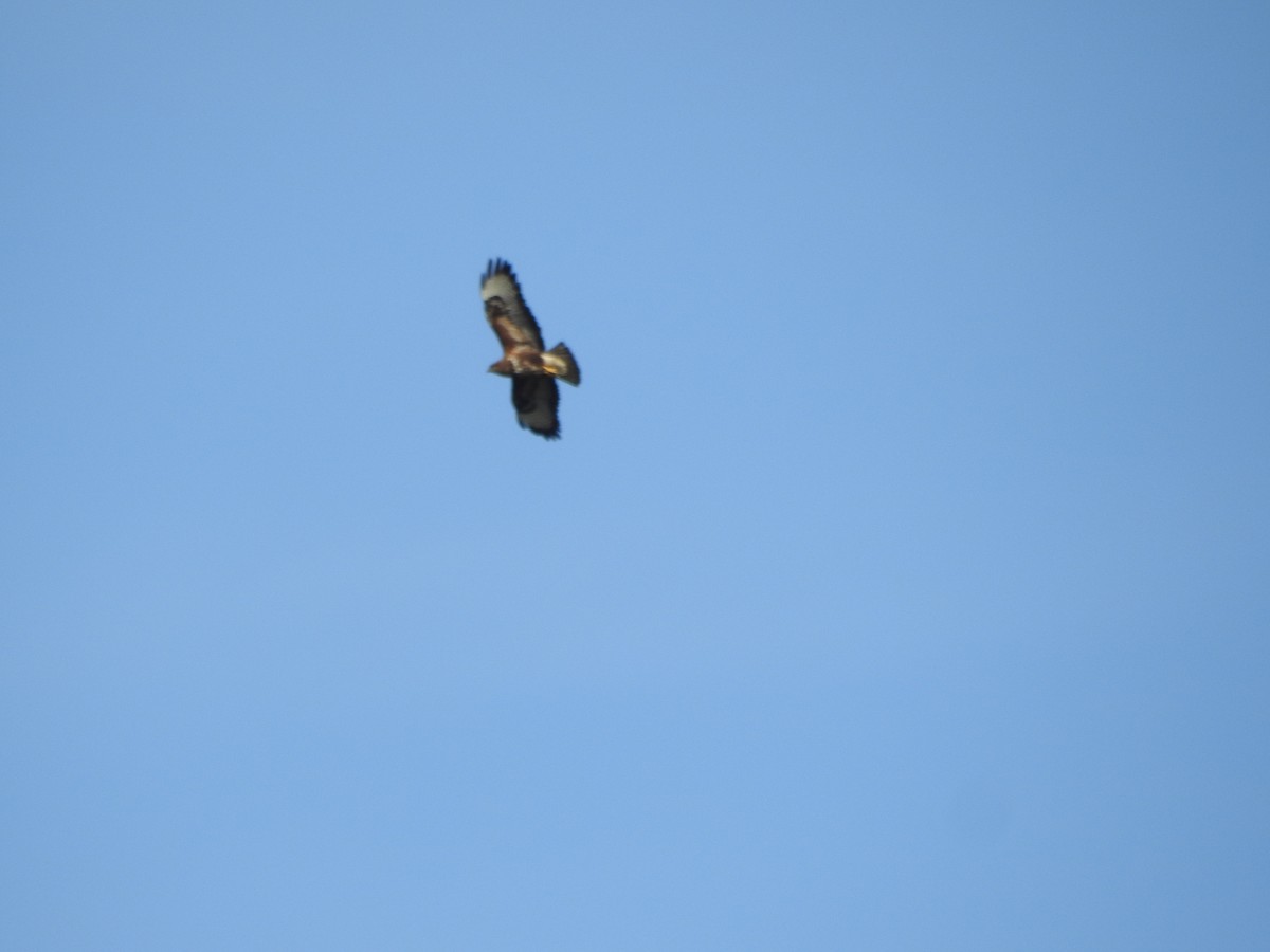 Common Buzzard - ML468198911