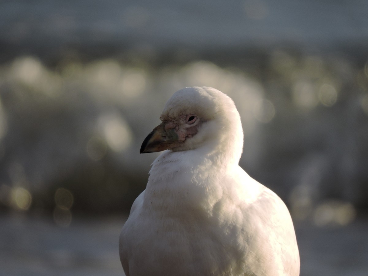 Snowy Sheathbill - Matilde Mántaras