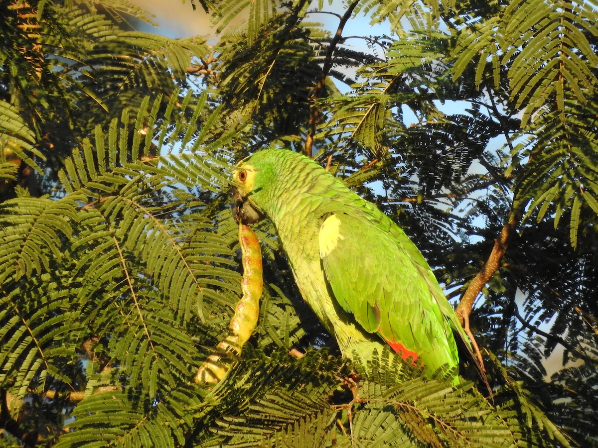 Turquoise-fronted Parrot - ML468199851