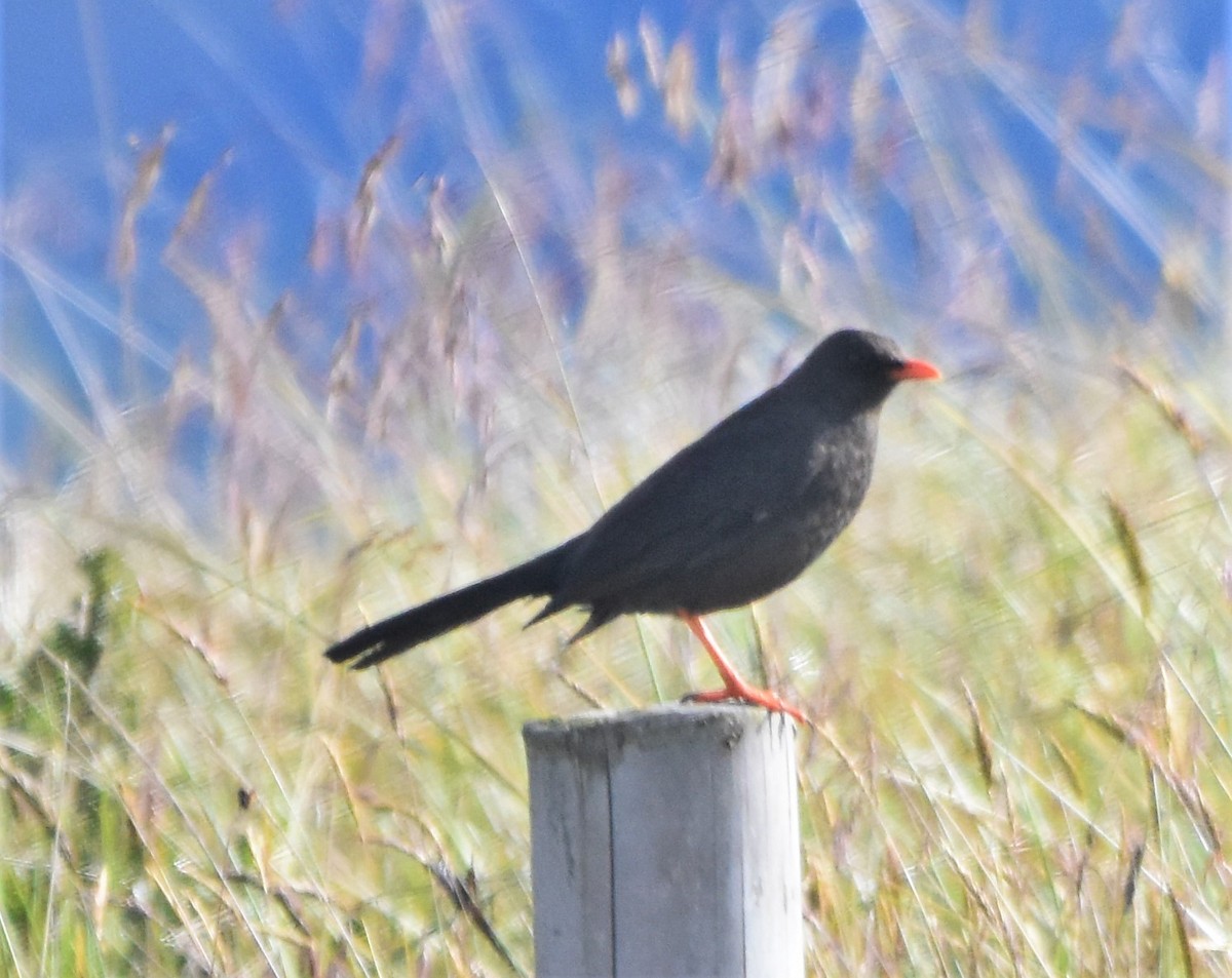 Great Thrush - Zachary Peterson