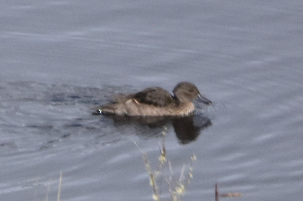 Andean Teal - ML468199971