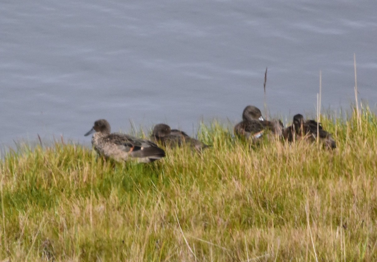 Andean Teal - Zachary Peterson