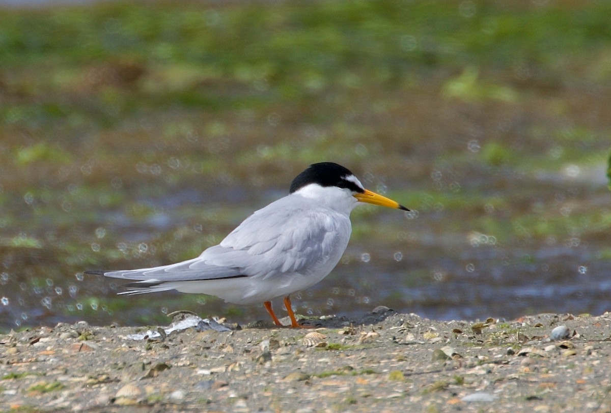 Little Tern - ML468201481