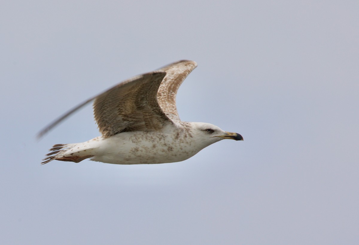 Yellow-legged Gull - ML468202291