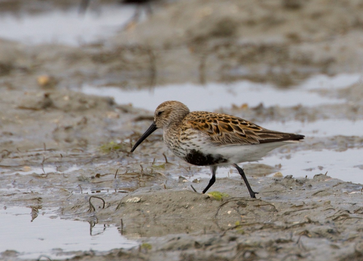 Dunlin - ML468202371