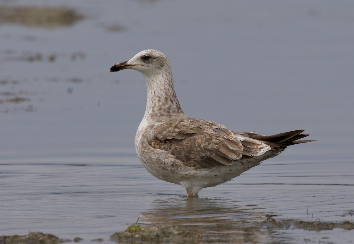 Lesser Black-backed Gull - ML468202391