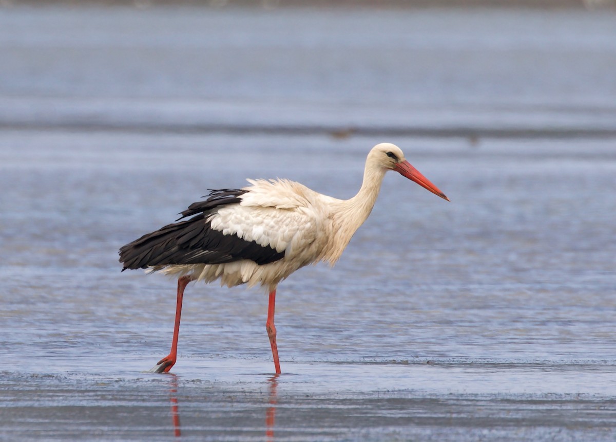 White Stork - ML468202591