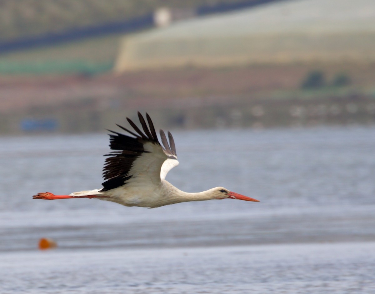 White Stork - ML468202601