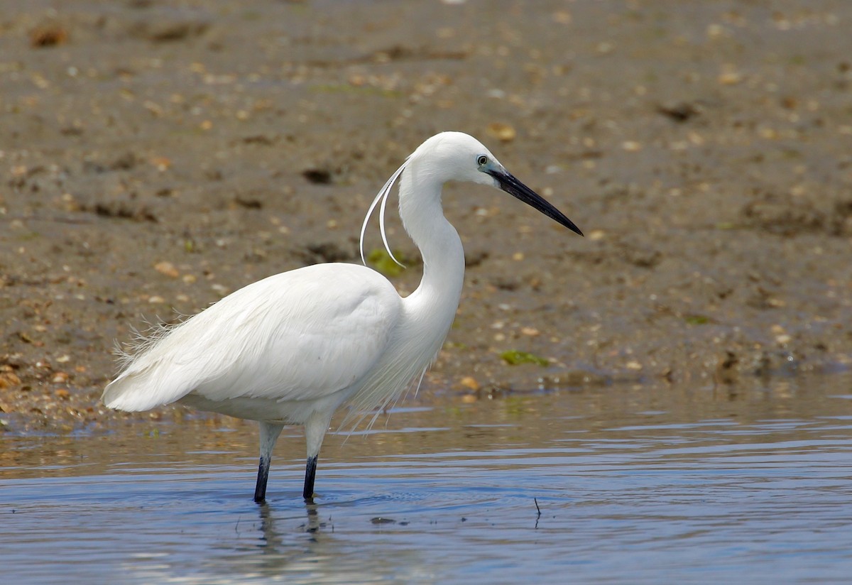 Little Egret - ML468202841