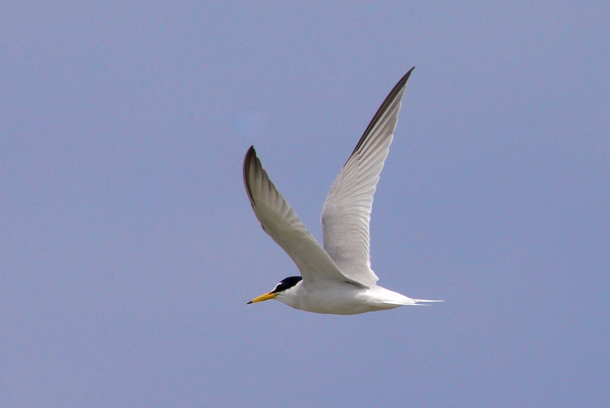 Little Tern - ML468202971