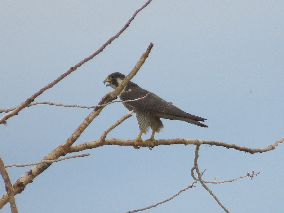 Peregrine Falcon - ML468203001