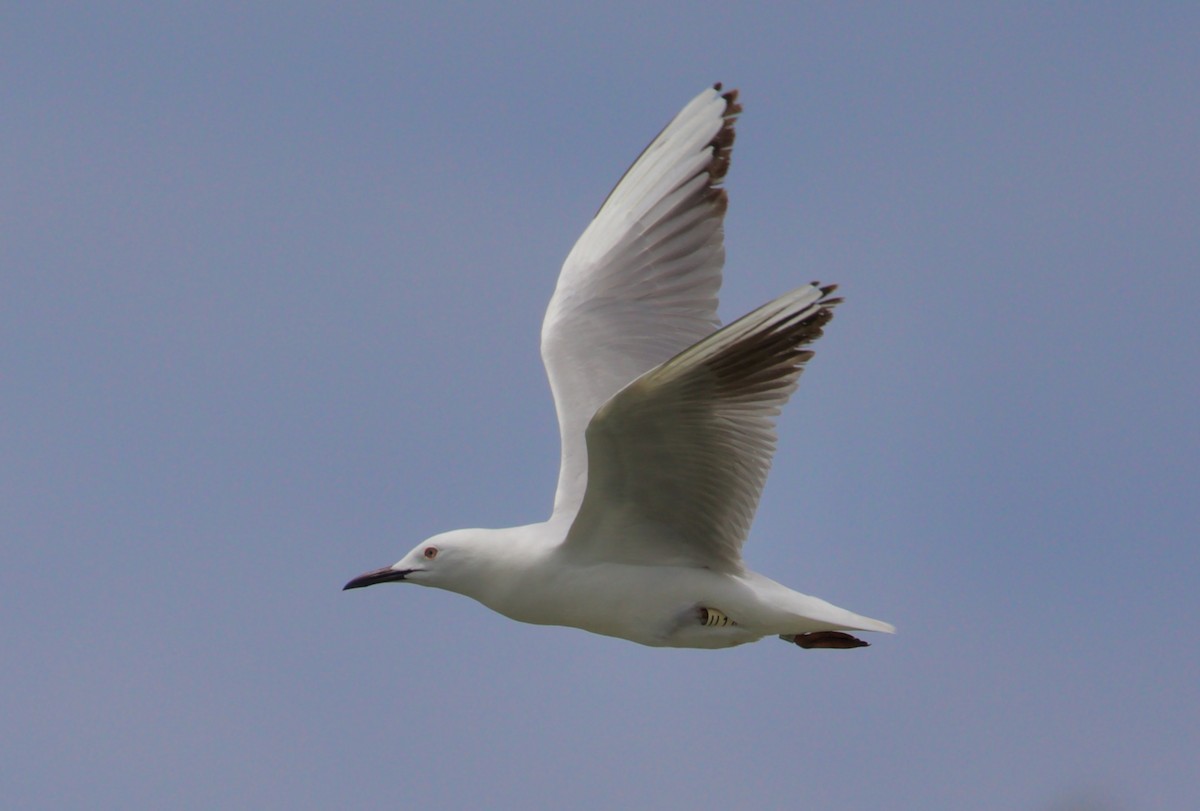 Slender-billed Gull - ML468203121