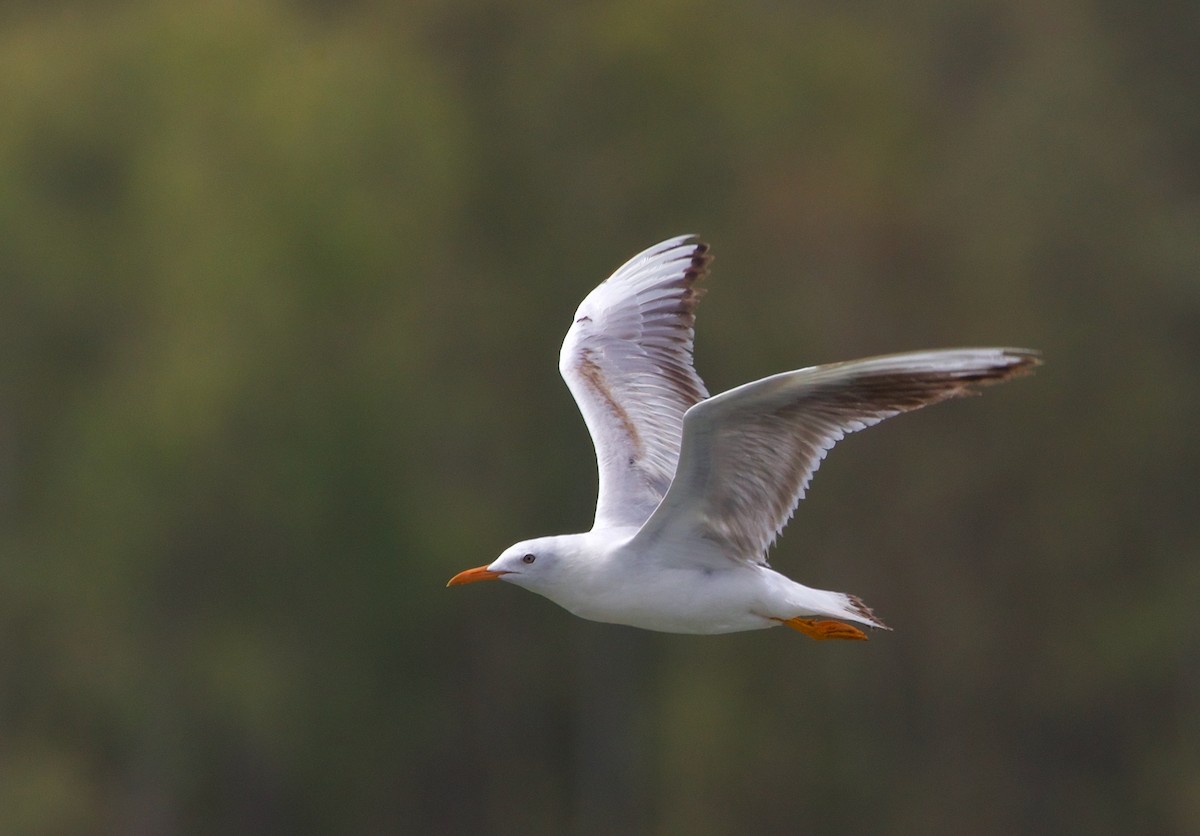 Slender-billed Gull - ML468203131