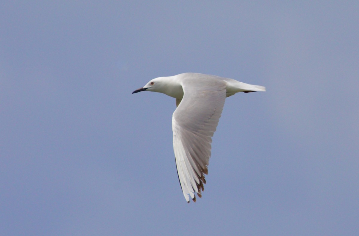 Slender-billed Gull - ML468203151