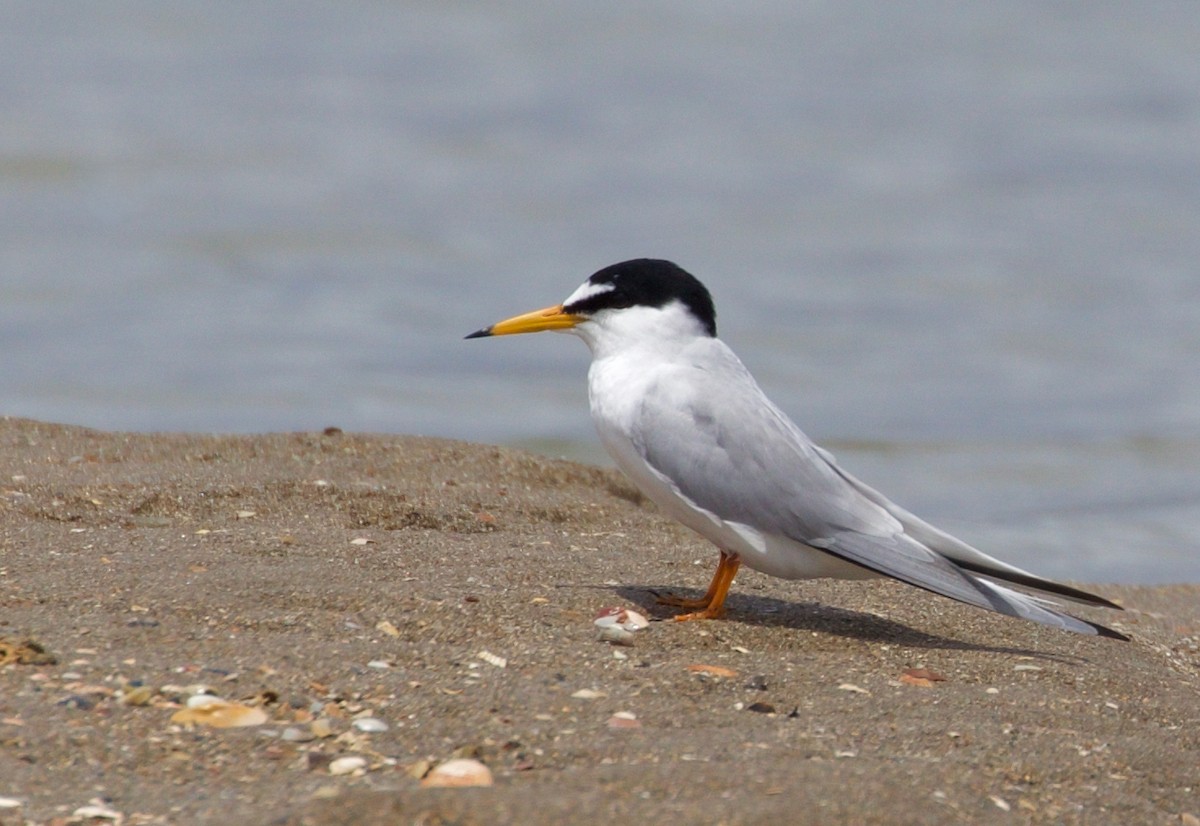 Little Tern - ML468203291