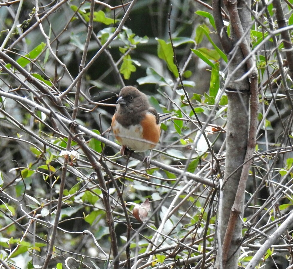 Eastern Towhee - deborah grimes