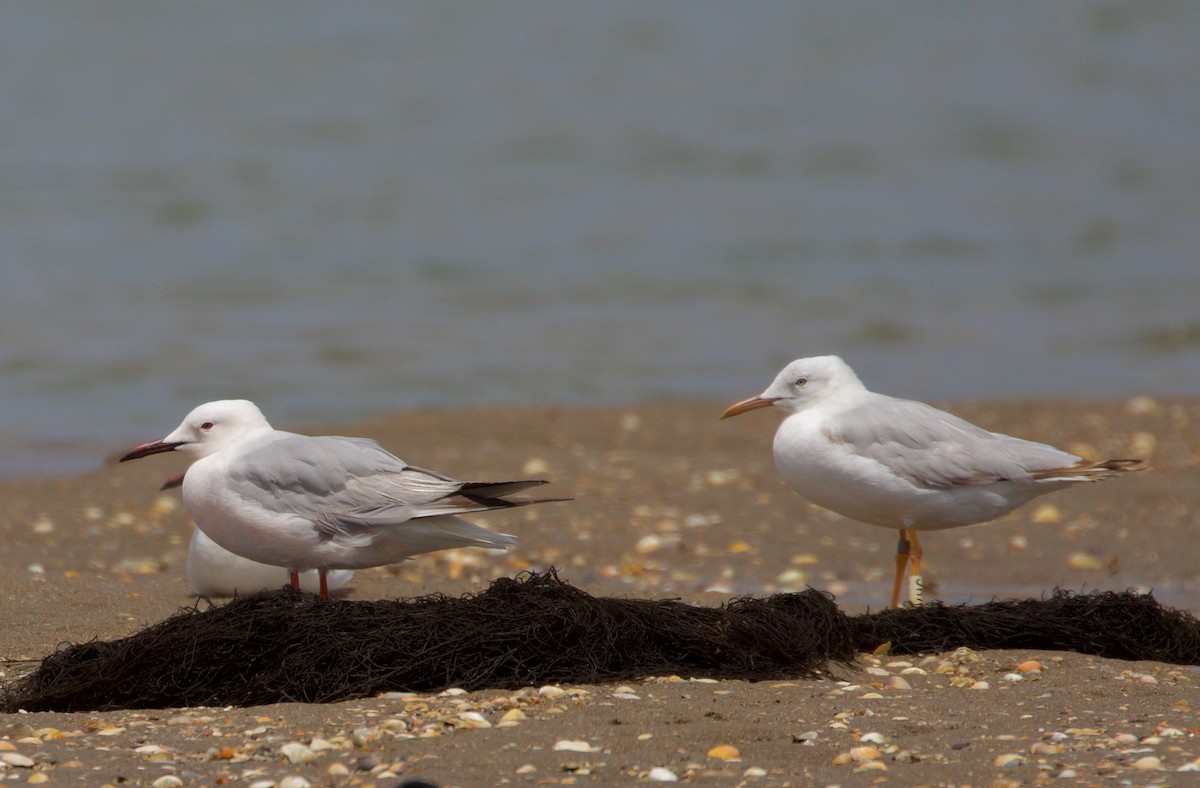 Slender-billed Gull - ML468203941