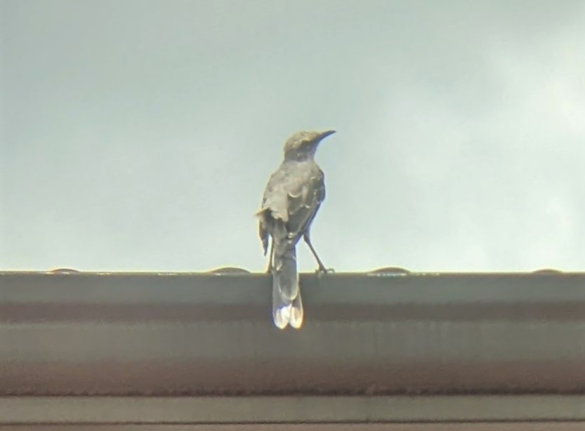 Tropical Mockingbird - ML468204131