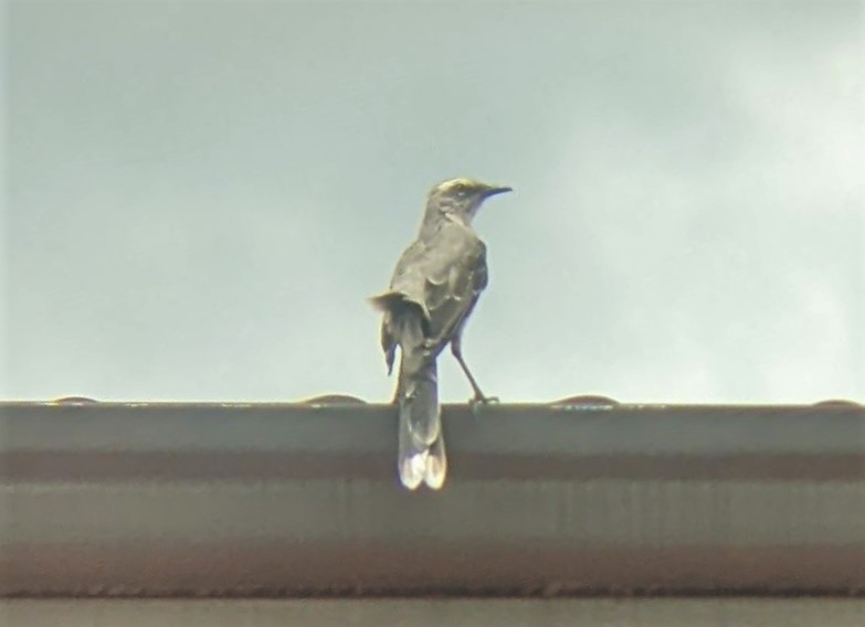 Tropical Mockingbird - ML468204181