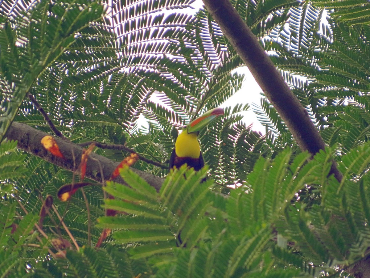 Keel-billed Toucan - ML468204881