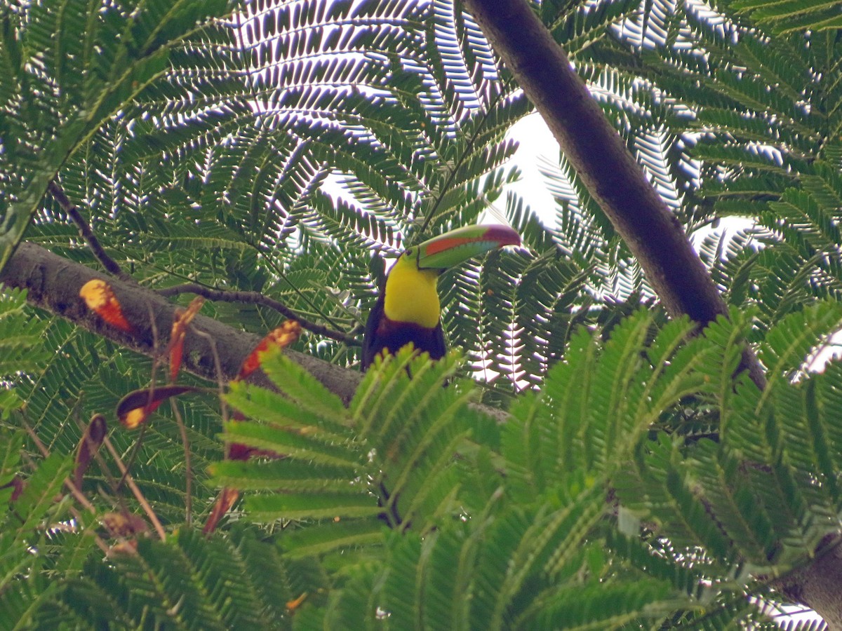 Keel-billed Toucan - ML468204901